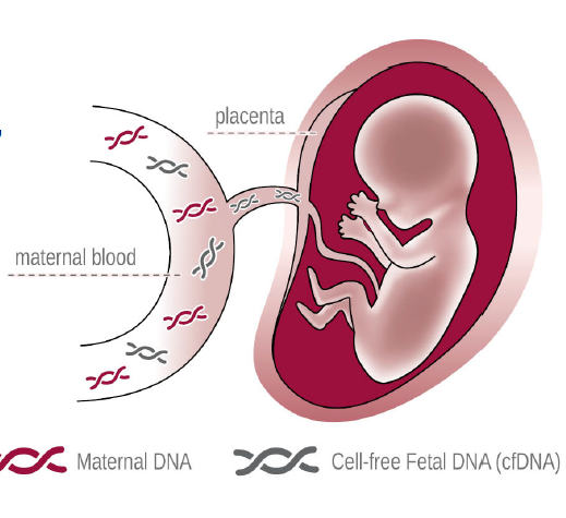 Prenatal Safe - Nitsos Lab