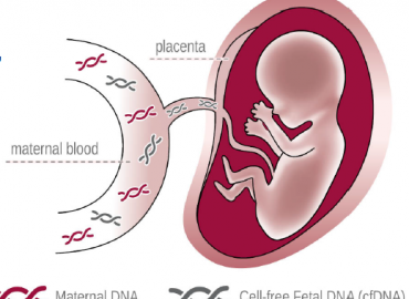 Prenatal Safe - Nitsos Lab