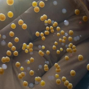 Mikroviologiko - Nitsos Lab