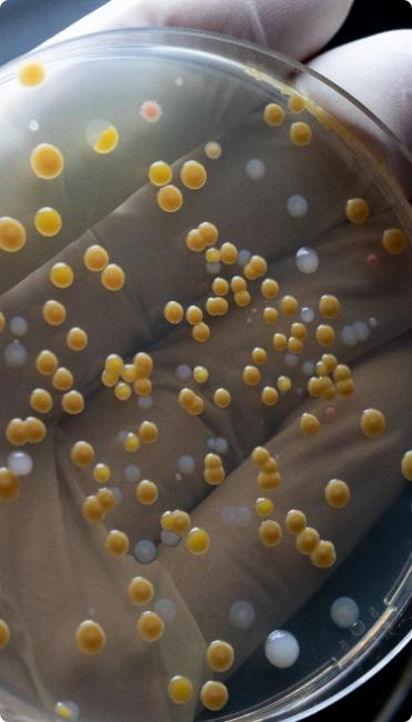 Mikroviologiko - Nitsos Lab