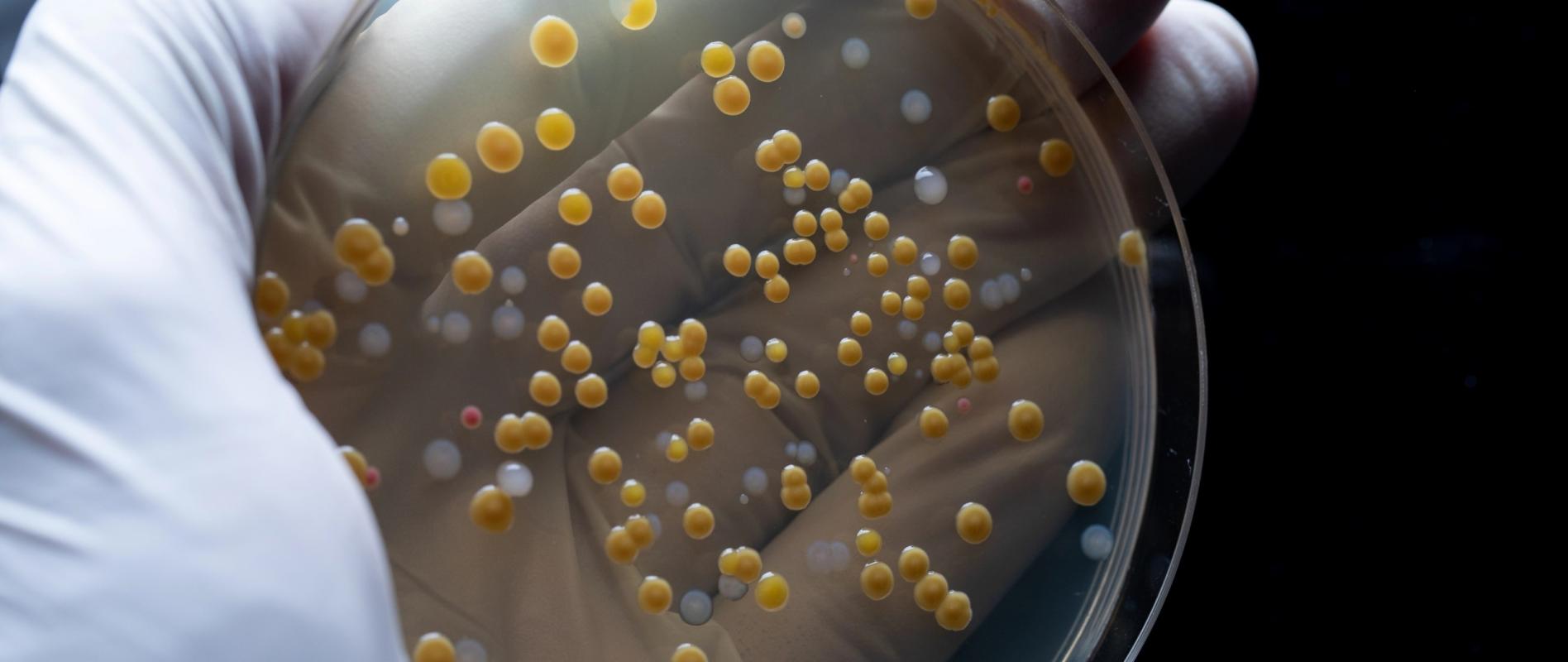 Mikroviologiko - Nitsos Lab